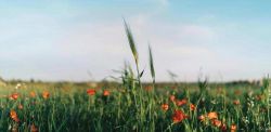 Foto di Federica Ariemma su Unsplash