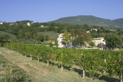 Filare di vigneto con S. Masseo sullo sfondo