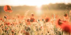Foto di Karim Ben Van su Unsplash