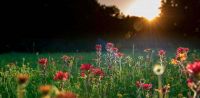 Leggi tutto: Comprendere Gesù