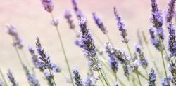 Foto di Janine Joles su Unsplash